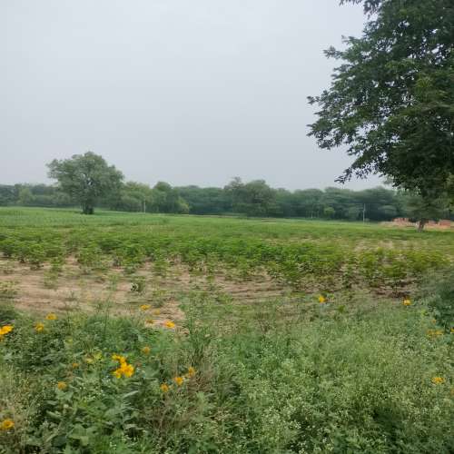 Agricultural Land for Sale