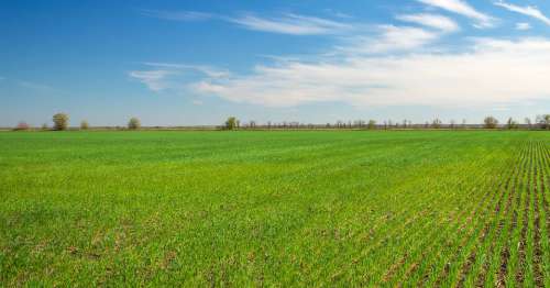 Agricultural Land for Sale in Jainabad, Dahina, Rewari, Haryana